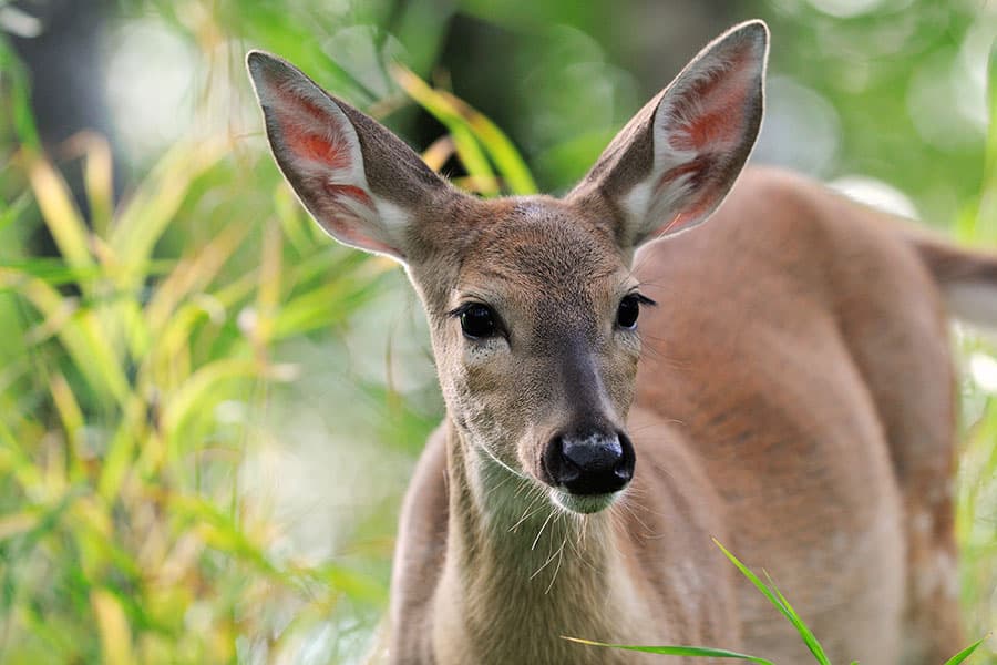 A close-up of a deer with large ears among green foliage.