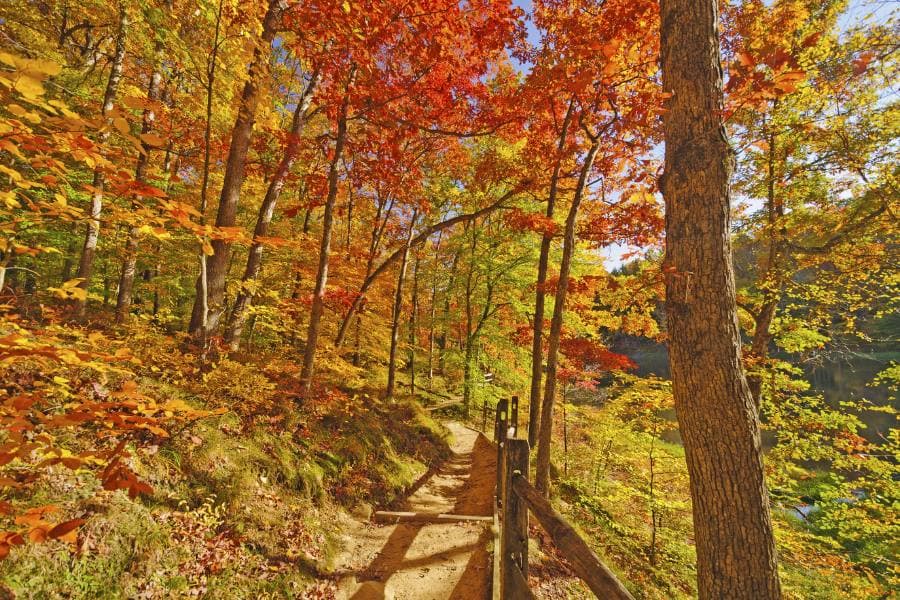 A winding path through a vibrant forest of autumn leaves.