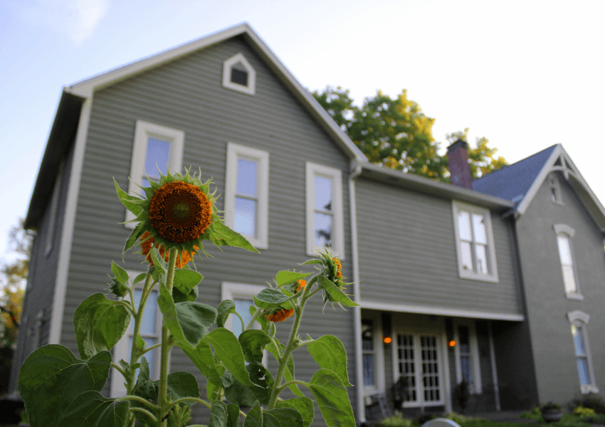 A sunflower stands in the foreground in front of a gray two-story house with several windows. A sunflower stands in the foreground in front of a gray two-story house with several windows.