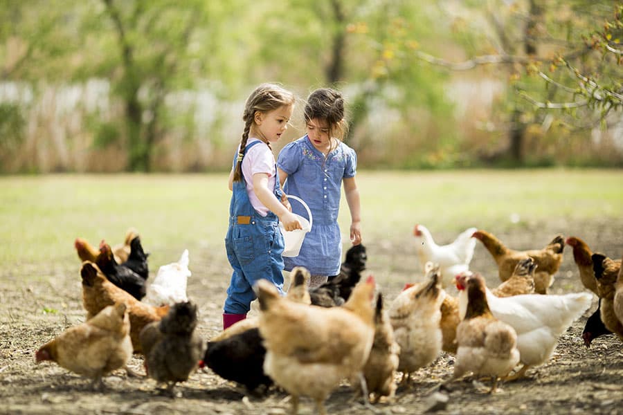 Two girls interact with a flock of chickens in an outdoor setting.