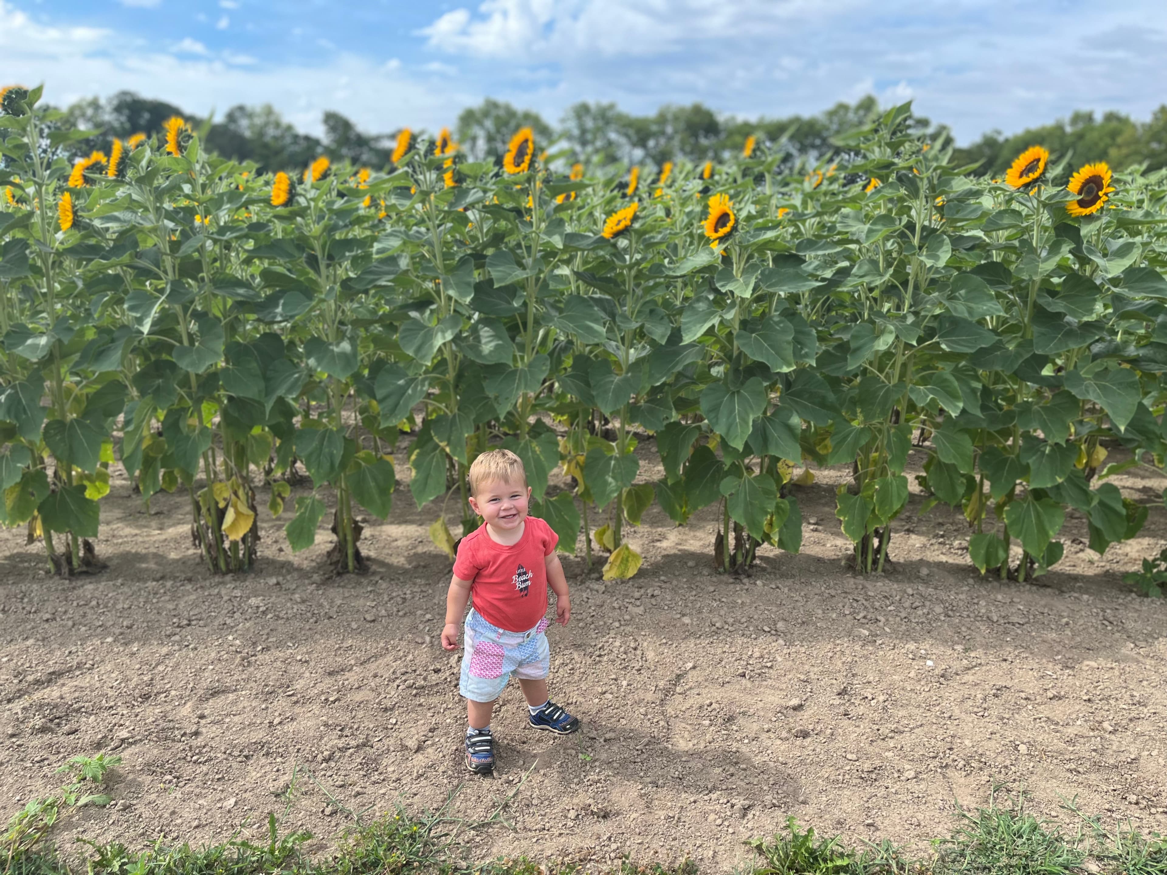 A smiling toddler stands among tall sunflower stalks under a bright blue sky.