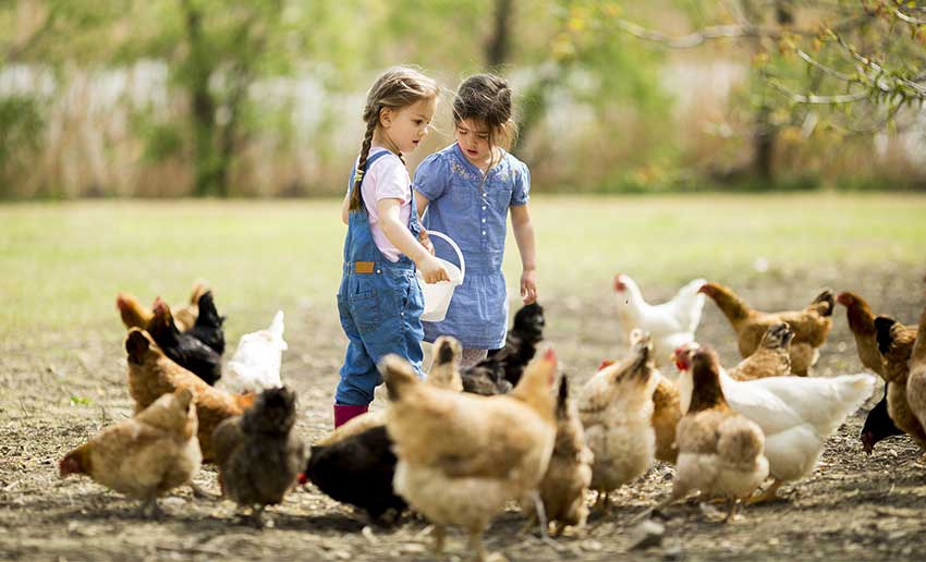 Two young girls feed a flock of chickens in a sunny outdoor setting. Two young girls feed a flock of chickens in a sunny outdoor setting.