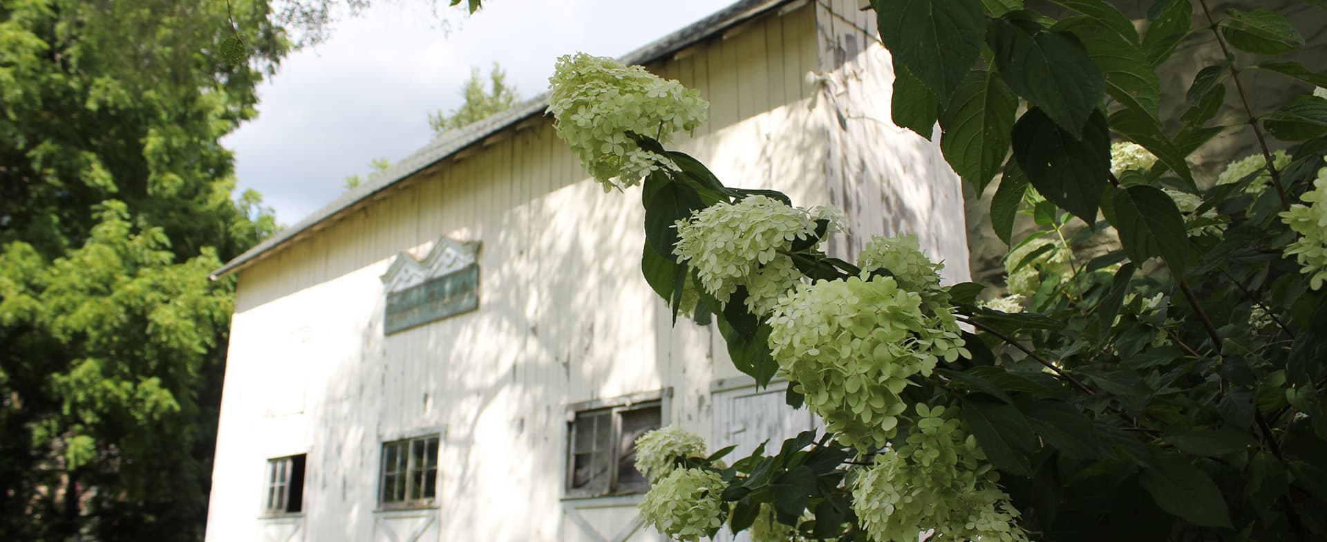 A blooming flower cluster in front of a rustic white barn surrounded by greenery.