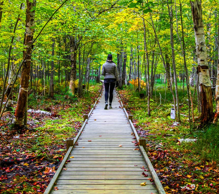 A person walks along a wooden path through a forest of green and yellow trees.