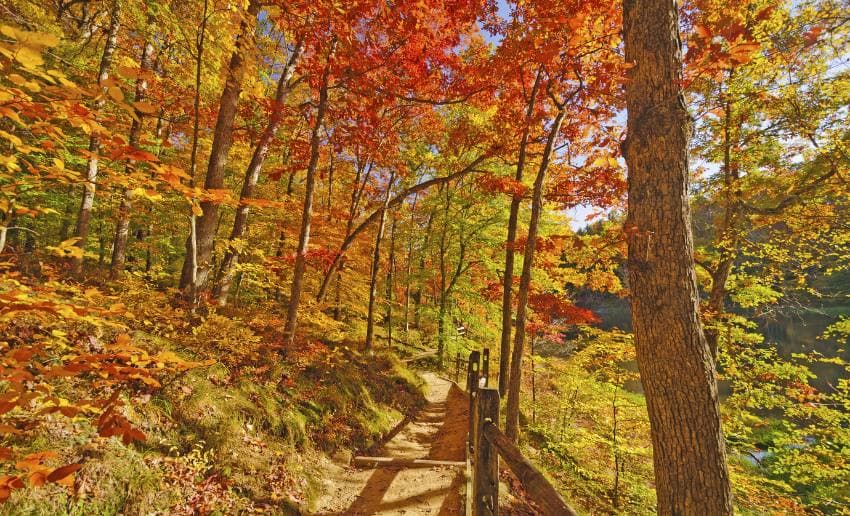 A winding trail through a vibrant autumn forest with colorful leaves. A winding trail through a vibrant autumn forest with colorful leaves.